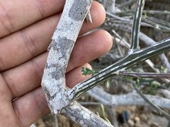 Prosopidastrum mexicanum