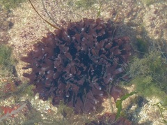Chondrus crispus