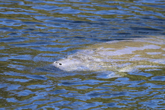 Trichechus manatus