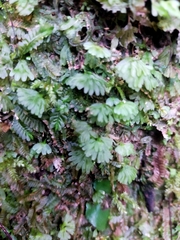 Hymenophyton flabellatum