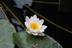Nymphaea alba