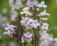 Penstemon laevigatus