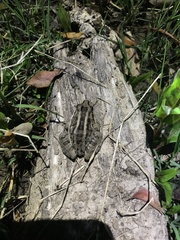 Leptodactylus luctator