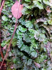 Hymenophyton flabellatum