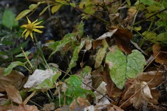 Arnica cordifolia