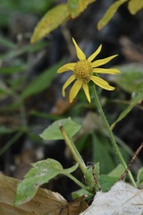 Arnica cordifolia