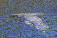 Trichechus manatus