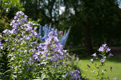 Campanula lactiflora