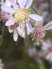 Trichocera annulata