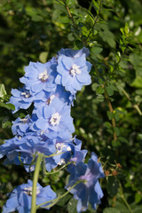 Delphinium ajacis