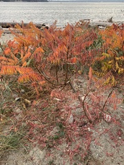 Rhus