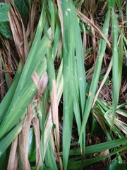 Allium triquetrum
