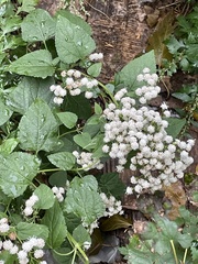 Ageratina altissima