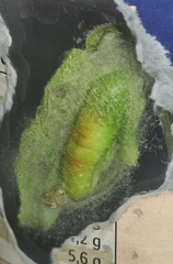 Chrysodeixis chalcites