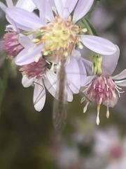 Trichocera annulata