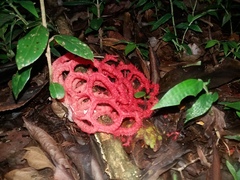 Clathrus cristatus