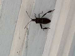 Leptoglossus corculus