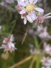 Trichocera annulata