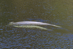 Trichechus manatus