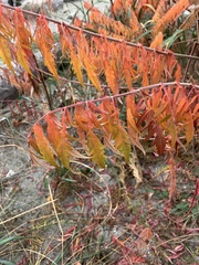 Rhus