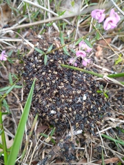 Dolichoderus doriae