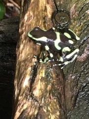 Dendrobates auratus