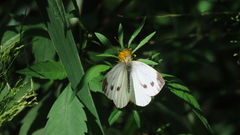 Pieris napi
