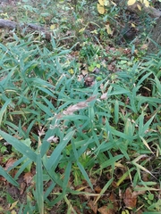 Chasmanthium latifolium