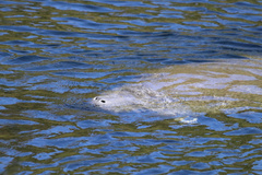 Trichechus manatus