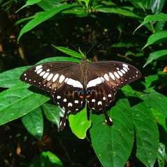 Papilio menestheus