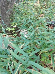 Chasmanthium latifolium