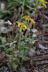 Arnica cordifolia