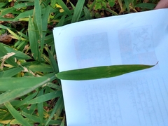 Chasmanthium latifolium