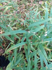 Chasmanthium latifolium