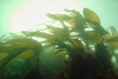 Laminaria digitata