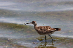 Numenius phaeopus