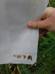 Chasmanthium latifolium