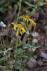 Arnica cordifolia
