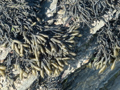 Pelvetia canaliculata