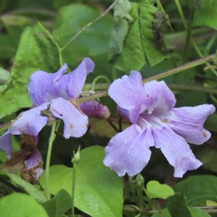 Fridericia