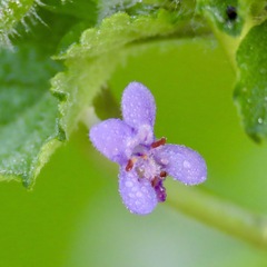 Mesosphaerum suaveolens