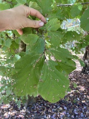 Hamamelis virginiana