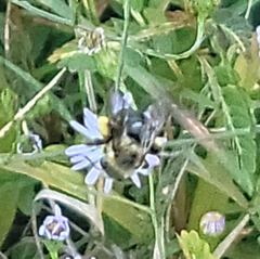 Melissodes dentiventris