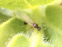 Myrmicinae