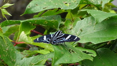 Pyrrhopygini
