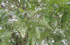 Talisia esculenta
