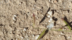 Bouteloua barbata barbata