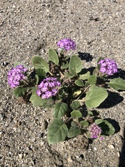 Abronia villosa