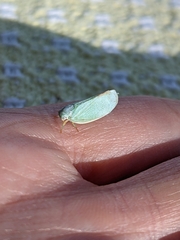 Flatormenis proxima