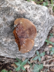 Phellinus pomaceus